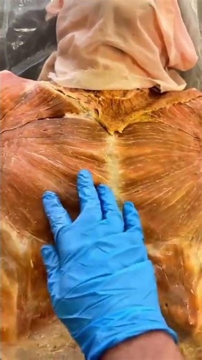 Why Your Pecs Have Two Completely Different Parts #anatomy #shorts