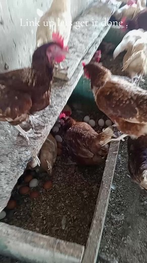 GYAMOFA AGRI ENTERPRISE on TikTok