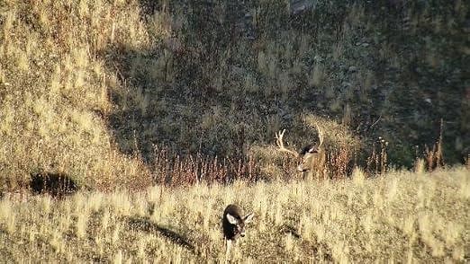 Digiscoping at its Best