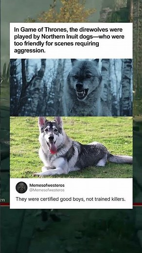 In Game of Thrones, the direwolves were played by Northern Inuit dogs—who were too friendly.