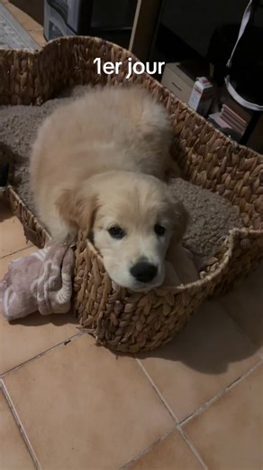 Mon bébé grandit trop vite #❤️ #goldenretriever #🥹
