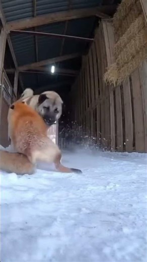 Fierce Clash Between Dog and Fox #animalbattle #wildlifedrama #natureshowdown #viralanimals