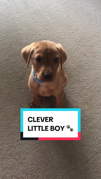 Training with this clever boy is going well 🥰 #puppydog #foxredlabrador #fyp #dogsoftiktok #dogs