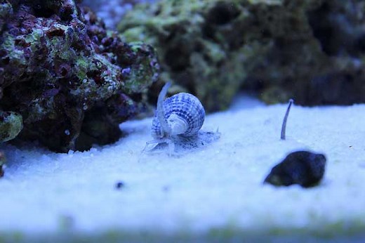 Reef aquarium zombies: nassarius snail
