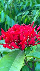 636K views · 7.9K reactions | Jungle geranium Flower#junglegeranium #redflower | Jhumpa-ঝুম্পা | Facebook