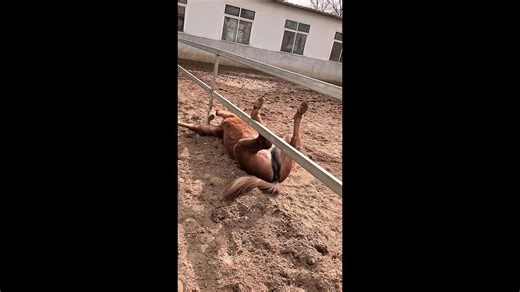 Horse caught napping with all four legs in the air