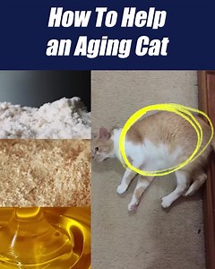 🐾✨ Transform Your Cat's Health with a Simple Change! Of course, I want my cat to live a long, healthy life! ✨🐾 But more than that—I want her to always have that playful KITTY ENERGY 🐱💥 After watching Dr. Marty's video 🎥, I knew exactly what to do to help my Bella dramatically improve her health. 🌟 I couldn't believe how simple it was. 🤯 Want your cat to thrive too? 🌈 Click below to explore Nature's Feast and see the difference for yourself! 🍽️🐈 Click here to try Nature's Feast Now!👉 h