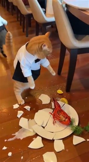 Funny Cat Waiter Accident in Restaurant Shocks Everyone 😱