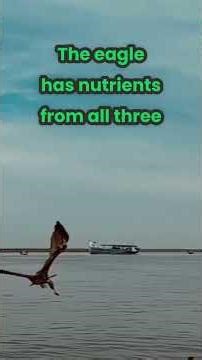 The Hidden Symphony of a Meadow Ecosystem