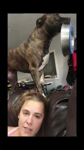 funnydogs#dogcat#cute#doglover#doglife#cure#funny#pets#petlifestyle