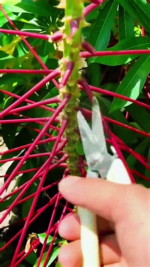 Caring for Cassava Plants! 🌿✂️ #farmoratv #gardening #nature