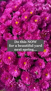 It’s tulip bulb planting time! 🌷 | DIY Playbook