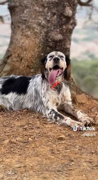 Chien Setter Anglais en Nature : Beauté et Aventure