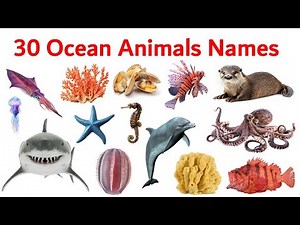 List of 30 Deep Sea Animals in English | Types of Ocean Creature Names with Pictures