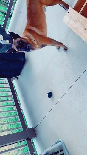 Just touch it...... #AdultMoney #TikTokFashionMonth #fypchallenge #tennessee #malinois @danawhite @k9_mattis @imkevinhart @therock