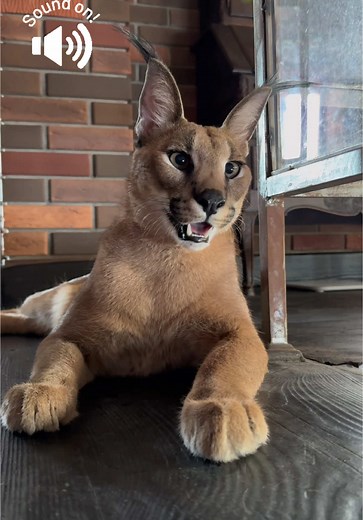 Caracals Meowing: A Unique Sound of Wild Cats