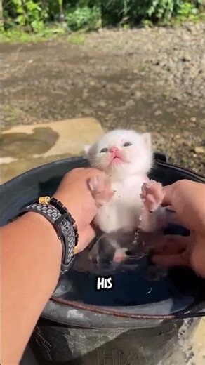 Before and After Cat Bath #shorts #funny #catbath