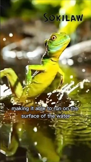 Green Basilisk Lizard: The Lizard That Runs on Water! 🌿🦎