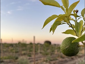 Yuzu Plantation - The beginning of the project