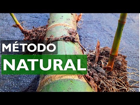 Plantar Bambú | Forma de reproducirlo.