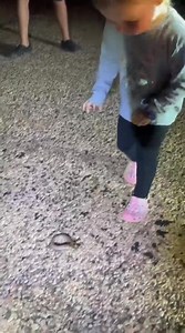 Lexi's first wildlife rescue moving a legless lizard off the road in Exmouth 🥰 | West Oz Wildlife