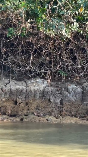 33K views · 429 reactions | Wonderful jaguar preying on a...