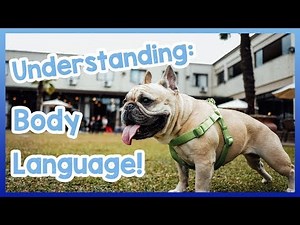 What Your Dogs Body Language Means! How to Understand What Your Dogs Language and Behaviour Means!