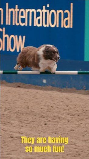 Flying dogs ! London International Horse Show