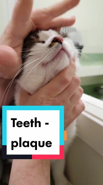 Cat Dental Care: Tips for Checking Your Cat's Teeth
