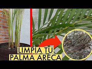 COMO DAR MANTENIMIENTO A UNA PALMA ARECA / Paso a Paso