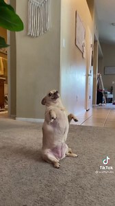 67K views · 2K reactions | This chihuahua will save us all : Scott Hubbard | Donut Operator | Facebook