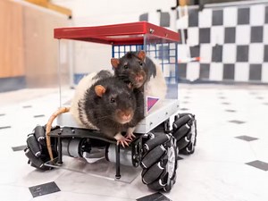 What Can We Learn From the Joy of Rats?