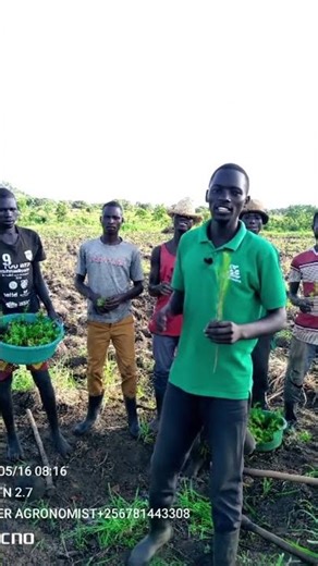 this is how to plant pine trees and how to space from the garden #pinebarrens #longleafpine