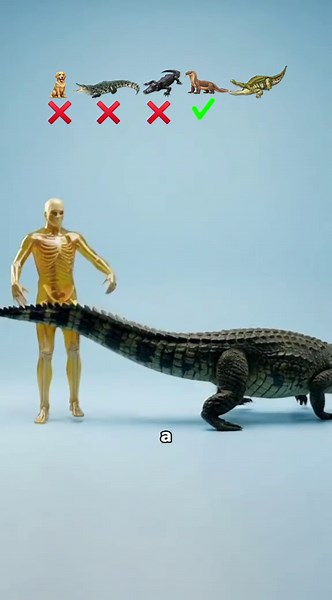 ¿Qué golpe de cola te manda directo al hospital?🤔#sabiasque | komodo dragon vs crocodile