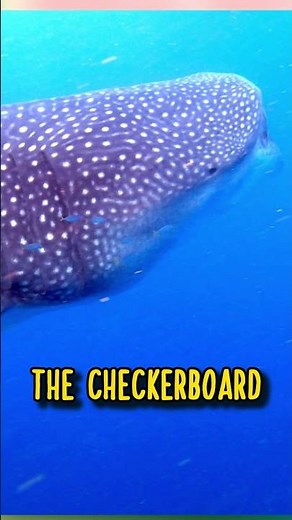 Basking Shark VS Whale Shark 🦈 Animal Fact Files #facts #animals #wildlife