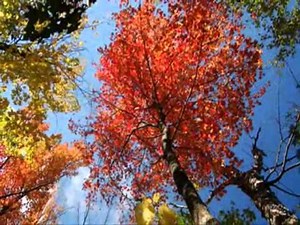 Jessy Cook - Fragile