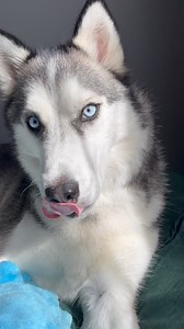 Whenever I try to teach Pluto new tricks, I always have a handful of @charlee_bear_dogtreats so I have his full attention. We first started by training his focus when he was younger, it took a lot of patience but it really helped build his foundation and taught him simple commands. One tip that really helped with Pluto’s training was to reward him every time he looked at my eyes. It’s hard to get a husky’s attention most of the time, but when he stared at my eyes I knew I had his focus and made 