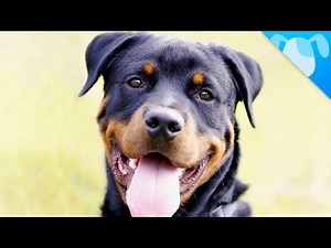 Rottweiler Facts
