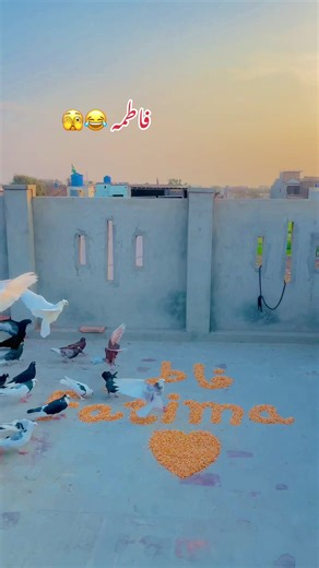 Fatima kha ho tum Kabuter kha gya tuma #names #video #videoname #nam #LIVEIncentiveProgram @FATIMA SHAH