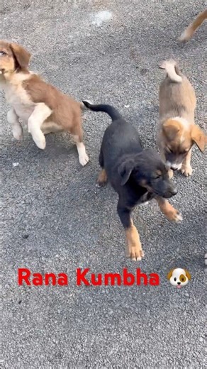 Rana Kumbha 🐶😱 | Brave Dog Moment | Must Watch #ytshorts #dogshorts #dog ###