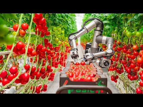 How Tomatoes Are Grown and Harvested in a Giant Greenhouse- How It Works | Modern Farming Technology