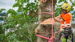 Cutting Down a Massive Redwood Tree from the Heights