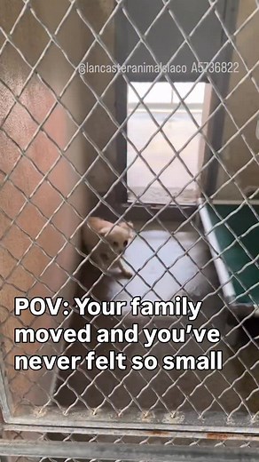 Lucky is a 2-year-old Pomeranian whose life took a sharp turn when her owner surrendered her due to: “moved”. She arrived frightened and unsure of her surroundings, and this environment has been overwhelming for her. Because of her intake, (unable to be fully handled, rolling, tried to bite, flattened back, whale eyes) she is rescue only unless she’s reassessed by our behavior team. She needs a rescue that can place her with a calm, experienced foster who’ll give her time to settle in, decompres