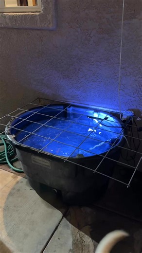 The 20 gallon tank wasn’t working. Way too small. Moved them to a 70 gallon trough outside. | Eric Dodge
