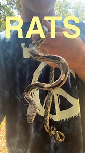 Natural exterminator #rat #snake #farmlife #reels | Wes Sims