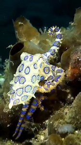 blue-ringed octopus 🎥: @kenzokiren https://www.instagram.com/kenzokiren/ - #diving #octopus #scuba #scubadiving #divinglife | Diving Specials