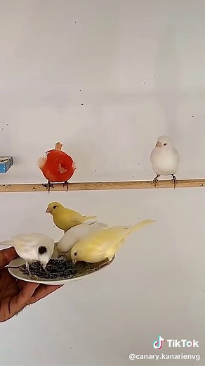 Caring for Your Orange Canary Bird