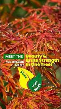 Meet the Ice Dragon Maple — Beauty Meets 30°F Strength!
