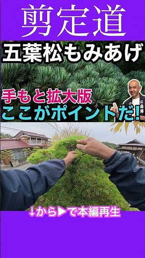Close-up of the pruning process: Easy-to-understand explanation of pine tree trimming #pruningmet...