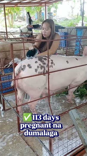 Traditional vs Modern Pig Farming Compared #PigFarming #ModernFarm #Pig